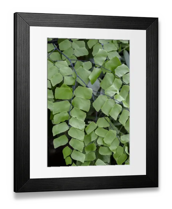 Framed Print : Giant Maindenhair Fern