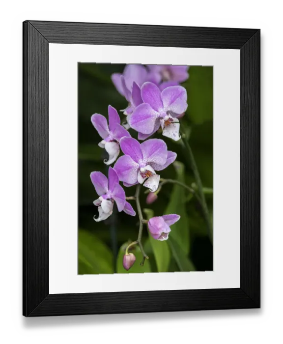 Framed Print : Moth Orchid Framed Print : Moth Orchid