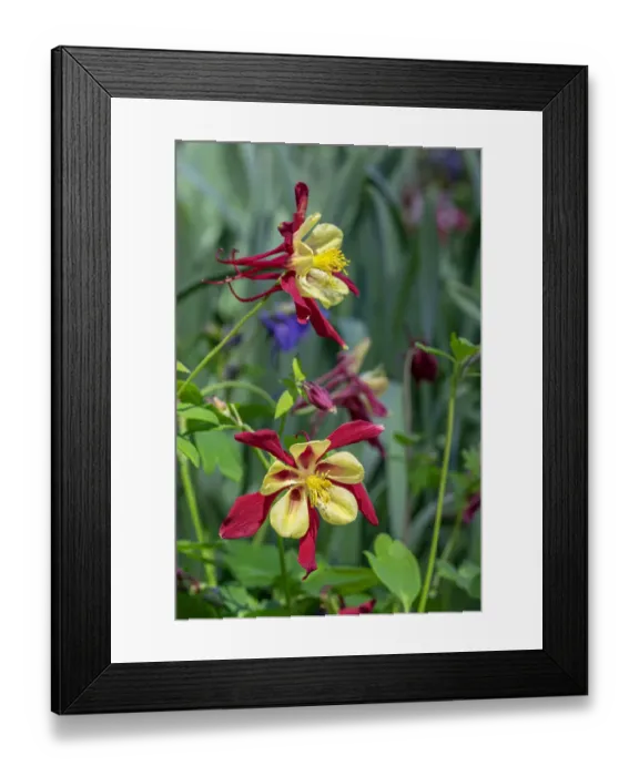 Framed Print : Sierra columbine Framed Print : Sierra columbine