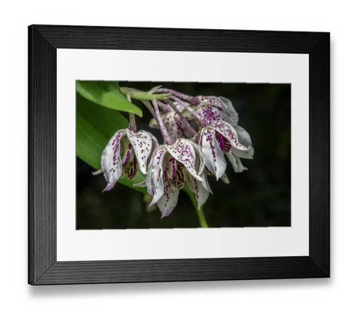 Framed Print : Dendrobium Roy Tokunaga orchid