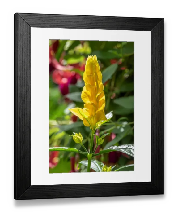 Framed Print : Lollipop Plant, Golden Shrimp Plant Framed Print : Lollipop Plant, Golden Shrimp Plant