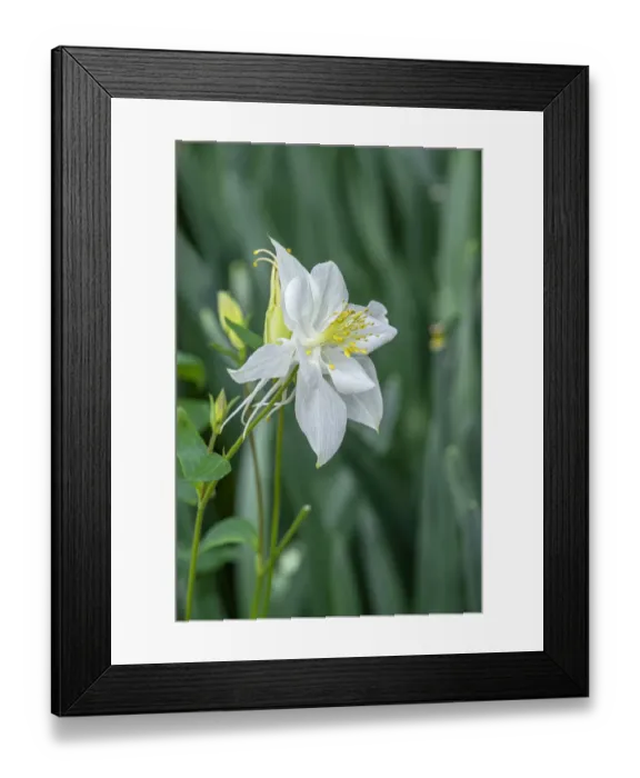 Framed Print : Colorado blue columbine Framed Print : Colorado blue columbine
