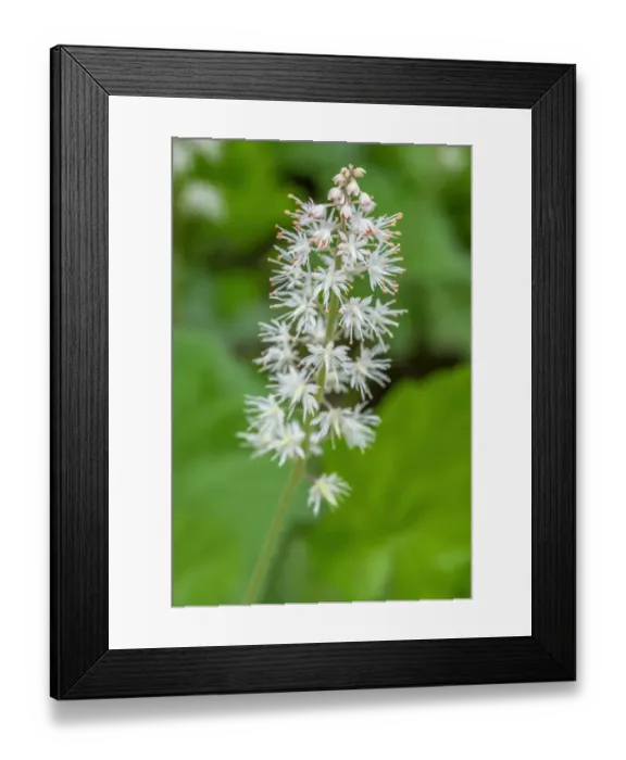 Framed Print : Heartleaf foamflower Framed Print : Heartleaf foamflower
