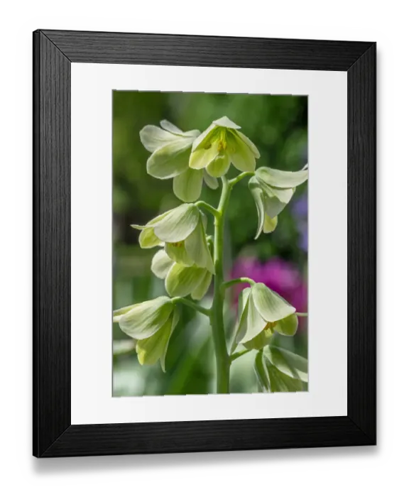Framed Print : Fritillary Framed Print : Fritillary