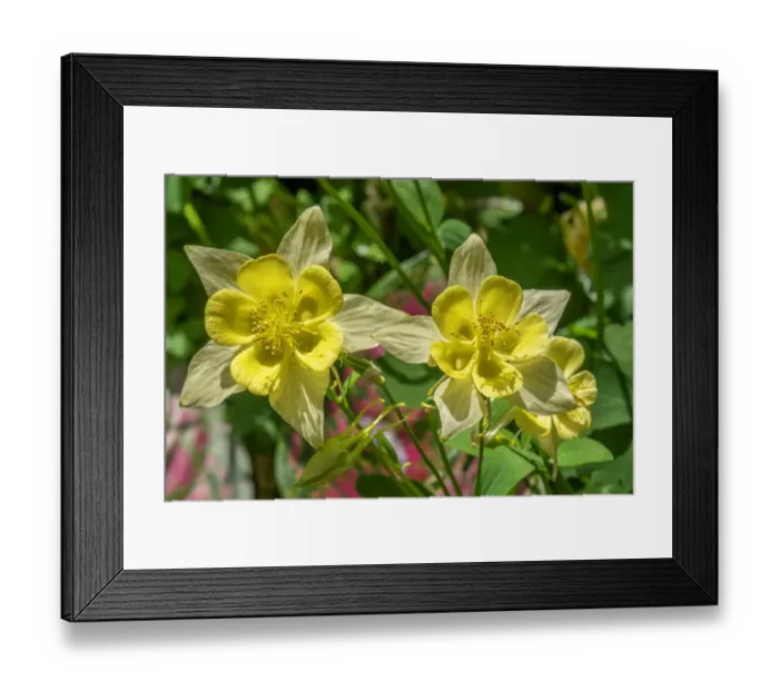 Framed Print : Common Columbine Framed Print : Common Columbine