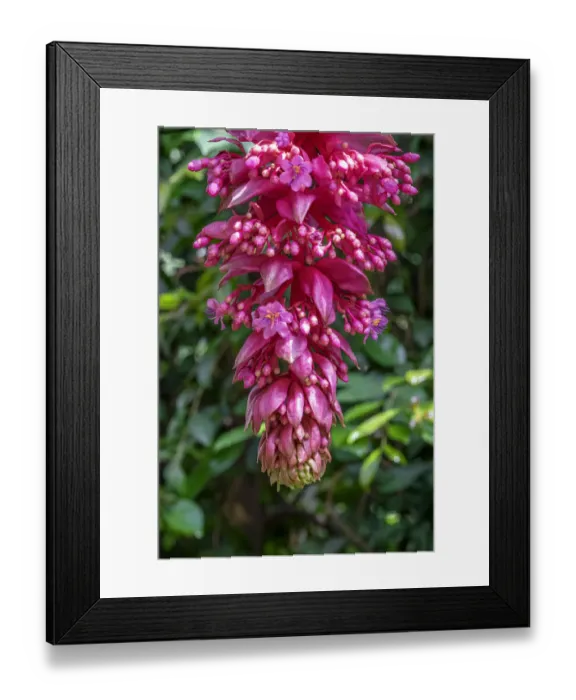 Framed Print : Rose Grape, Showy Medinilla Framed Print : Rose Grape, Showy Medinilla