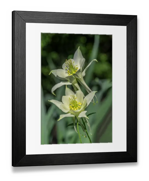 Framed Print : Yellow Columbine Framed Print : Yellow Columbine