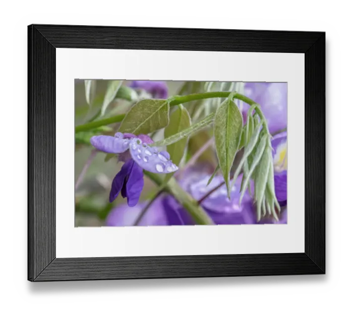 Framed Print : American Wisteria