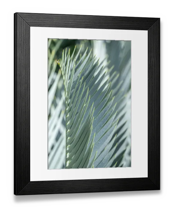 Framed Print : Date palm Framed Print : Date palm