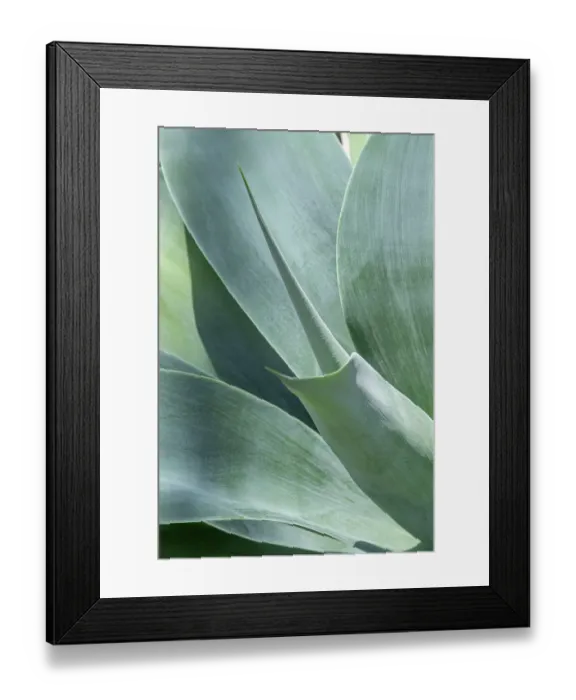 Framed Print : Lions tail, agave Framed Print : Lions tail, agave