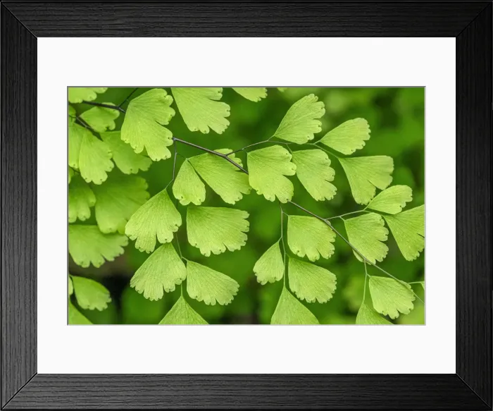 Framed Print : Maidenhead Fern