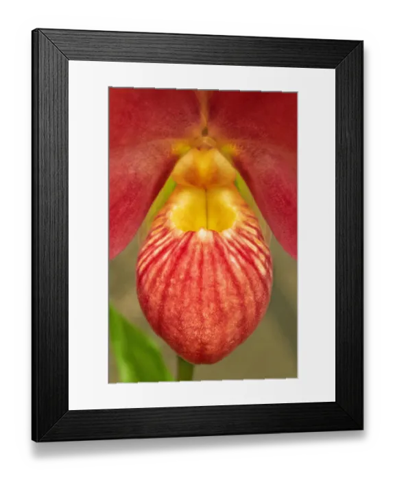 Framed Print : Phragmipedium besseae, orchid Framed Print : Phragmipedium besseae, orchid