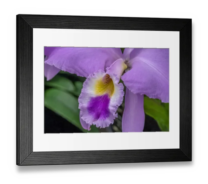 Framed Print : Cattleya Orchid