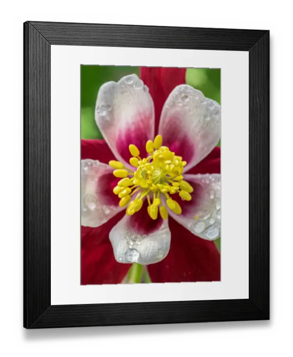 Framed Print : Common Columbine Framed Print : Common Columbine