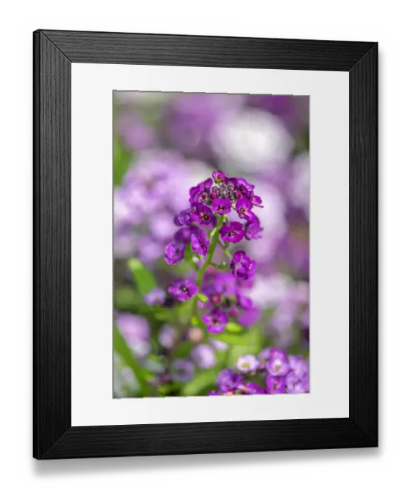 Framed Print : Sweet alyssum Framed Print : Sweet alyssum