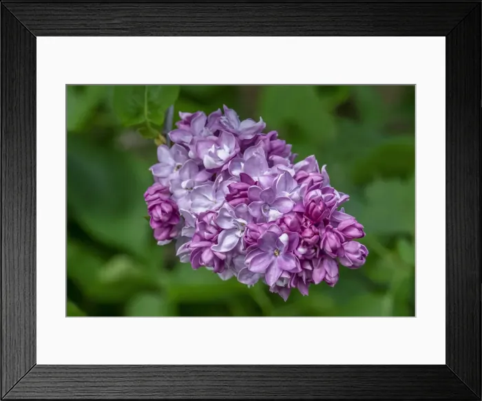 Framed Print : Common Lilac Framed Print : Common Lilac