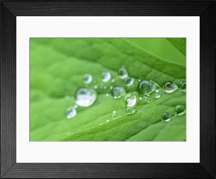 Framed Print : Water droplets on leaf Framed Print : Water droplets on leaf