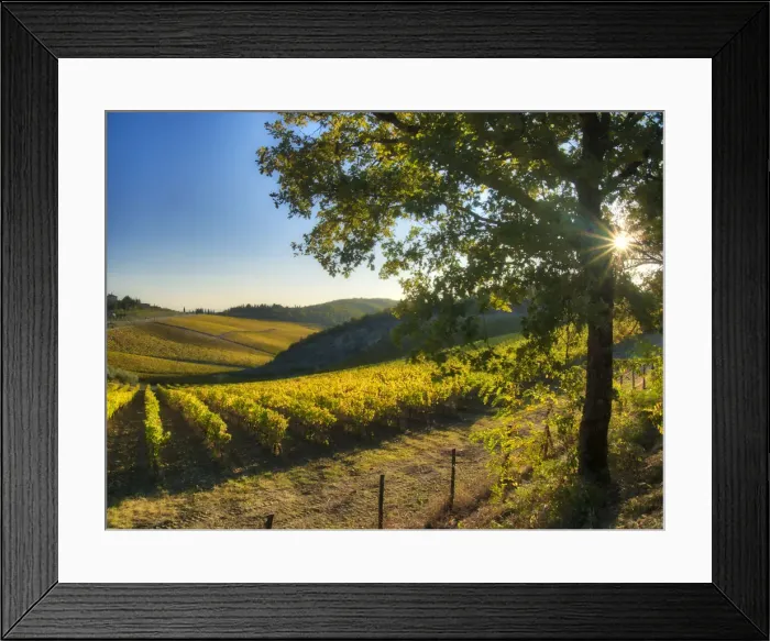Framed Print : Italy, Tuscany. Vineyard near Radda in Chianti in the fall