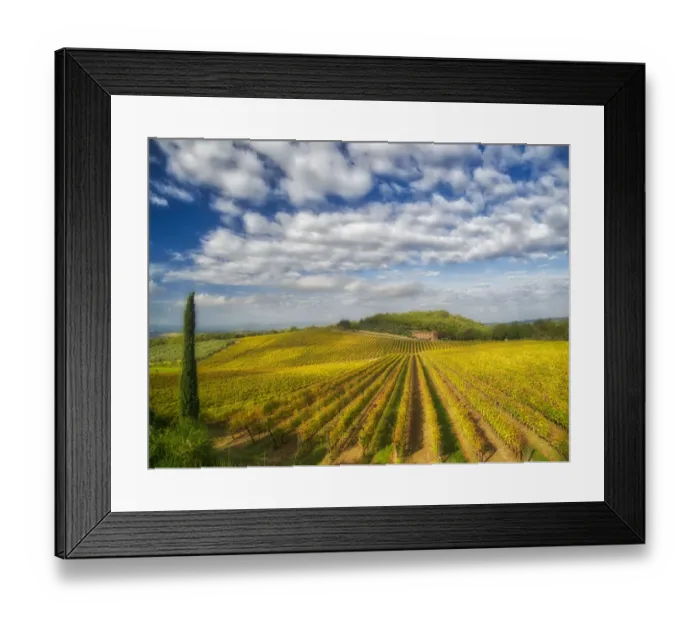 Framed Print : Italy, Tuscany. Vineyard leading to a farmhouse in Tuscany with blue skies Framed Print : Italy, Tuscany. Vineyard leading to a farmhouse in Tuscany with blue skies