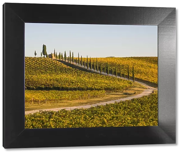 Italy, Tuscany. Road through a vineyard in autumn