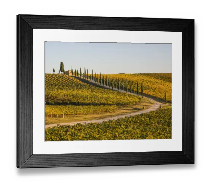 Framed Print : Italy, Tuscany. Road through a vineyard in autumn Framed Print : Italy, Tuscany. Road through a vineyard in autumn
