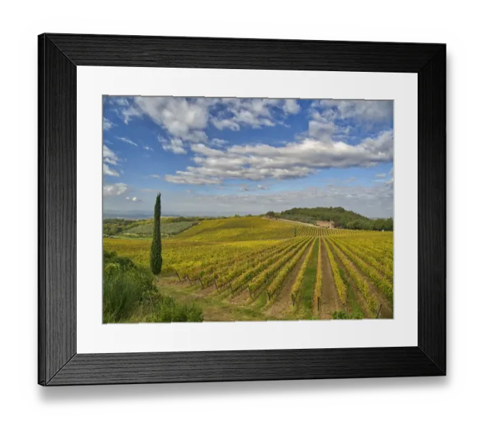 Framed Print : Italy, Tuscany. Vineyard leading to a farmhouse in Tuscany with blue skies