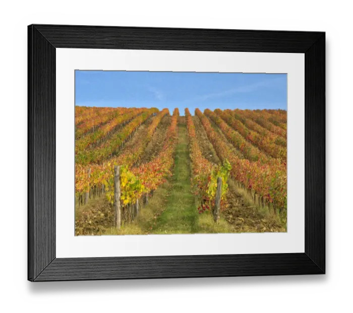 Framed Print : Italy, Tuscany. Colorful vineyards in autumn with blue skies Framed Print : Italy, Tuscany. Colorful vineyards in autumn with blue skies