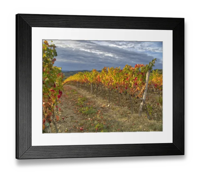 Framed Print : Italy, Tuscany. Colorful vineyards in autumn with blue skies