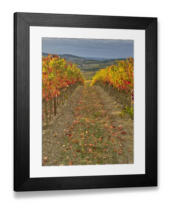 Framed Print : Italy, Tuscany. Colorful vineyards in autumn with blue skies