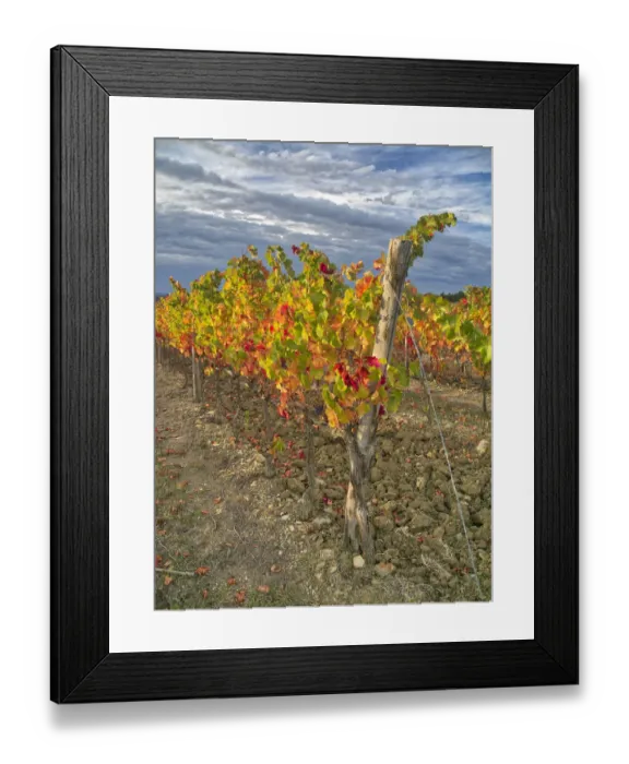 Framed Print : Italy, Tuscany. Colorful vineyards in autumn with blue skies