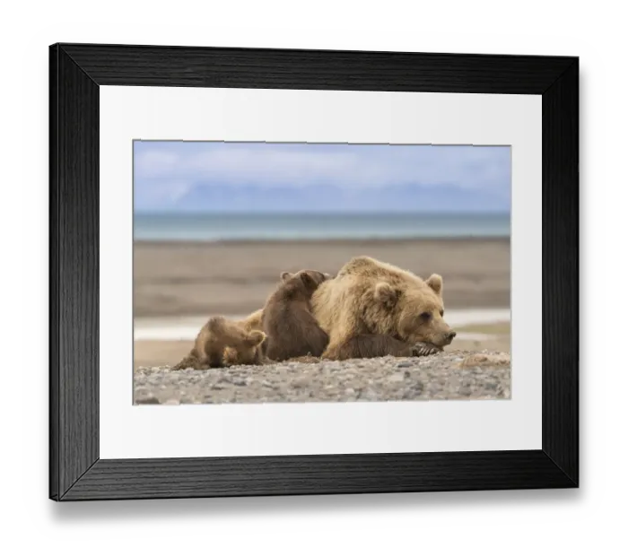 Framed Print : USA, Alaska, Lake Clark National Park. Grizzly bear sow resting with cubs Framed Print : USA, Alaska, Lake Clark National Park. Grizzly bear sow resting with cubs