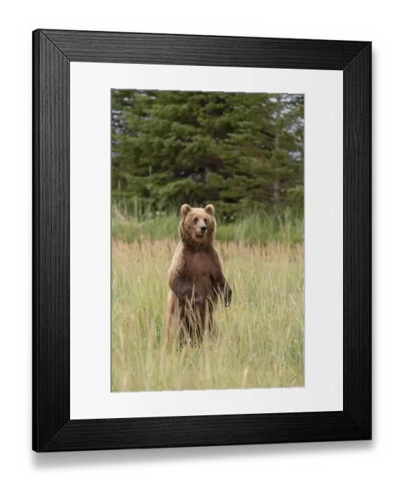 Framed Print : USA, Alaska, Lake Clark National Park. Grizzly bear mother stands to look for danger Framed Print : USA, Alaska, Lake Clark National Park. Grizzly bear mother stands to look for danger