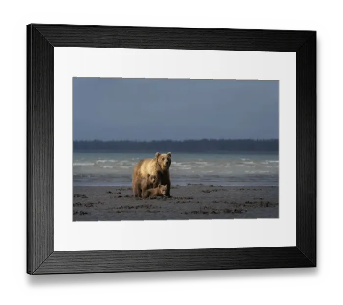 Framed Print : USA, Alaska, Lake Clark National Park. Grizzly bear sow with cubs searching for clams