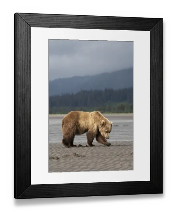 Framed Print : USA, Alaska, Lake Clark National Park. Grizzly bear sow digging for clams at sunrise Framed Print : USA, Alaska, Lake Clark National Park. Grizzly bear sow digging for clams at sunrise