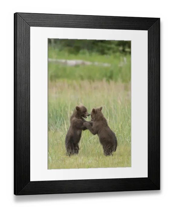 Framed Print : USA, Alaska, Lake Clark National Park. Grizzly bear cubs playing Framed Print : USA, Alaska, Lake Clark National Park. Grizzly bear cubs playing