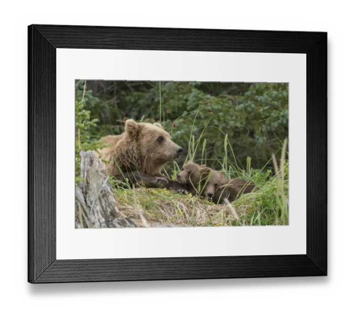 Framed Print : USA, Alaska, Lake Clark National Park. Grizzly bear sow bedded down with cubs Framed Print : USA, Alaska, Lake Clark National Park. Grizzly bear sow bedded down with cubs