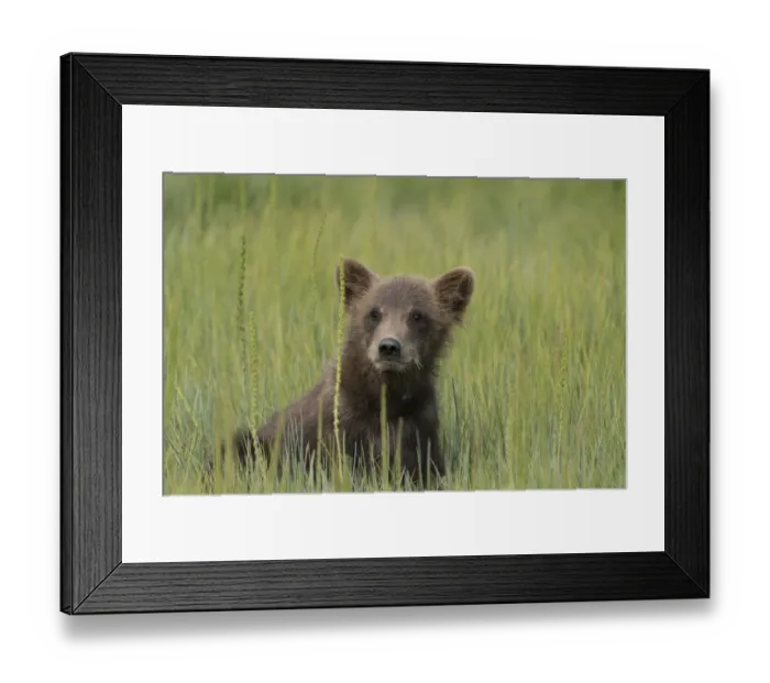 Framed Print : USA, Alaska, Lake Clark National Park. Grizzly bear cub close-up