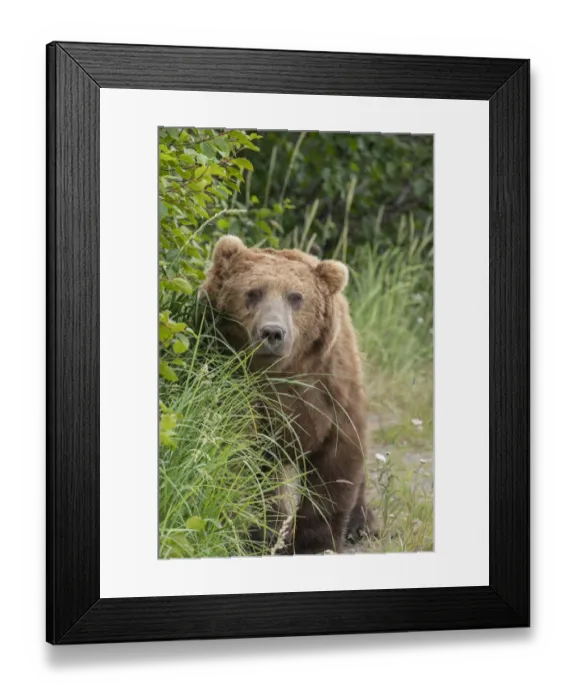 Framed Print : USA, Alaska, Lake Clark National Park. Grizzly bear male close-up Framed Print : USA, Alaska, Lake Clark National Park. Grizzly bear male close-up