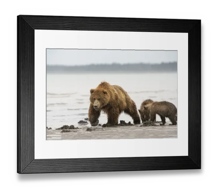 Framed Print : USA, Alaska, Lake Clark National Park. Grizzly bear sow with cubs searching for clams Framed Print : USA, Alaska, Lake Clark National Park. Grizzly bear sow with cubs searching for clams