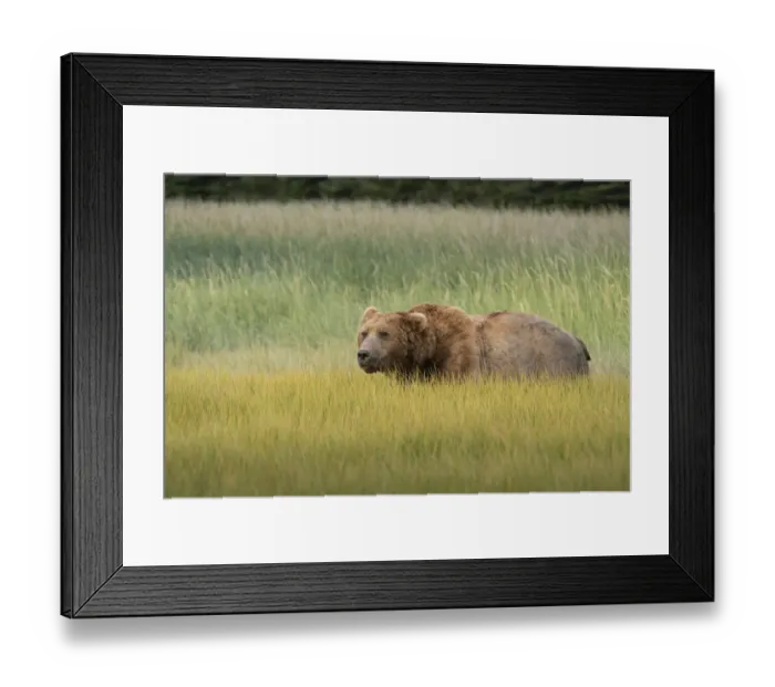 Framed Print : USA, Alaska, Lake Clark National Park. Male grizzly bear in meadow Framed Print : USA, Alaska, Lake Clark National Park. Male grizzly bear in meadow