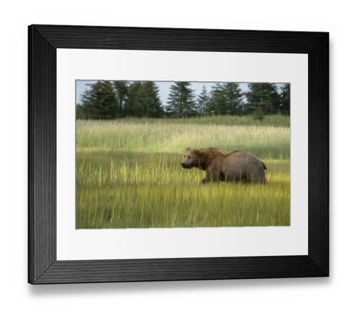 Framed Print : USA, Alaska, Lake Clark National Park. Male grizzly bear in meadow Framed Print : USA, Alaska, Lake Clark National Park. Male grizzly bear in meadow
