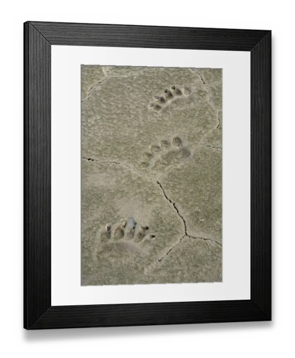 Framed Print : USA, Alaska, Lake Clark National Park. Grizzly bear paw prints in mud Framed Print : USA, Alaska, Lake Clark National Park. Grizzly bear paw prints in mud