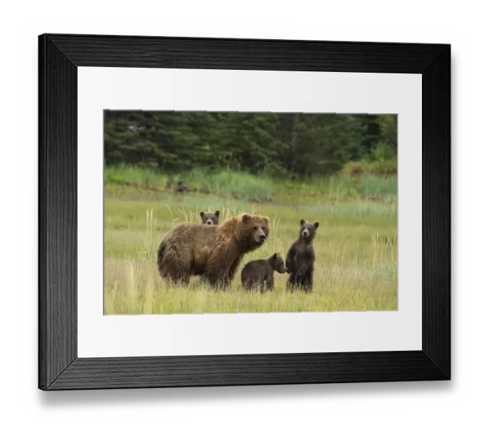 Framed Print : USA, Alaska, Lake Clark National Park. Grizzly bear sow and cubs in rain Framed Print : USA, Alaska, Lake Clark National Park. Grizzly bear sow and cubs in rain