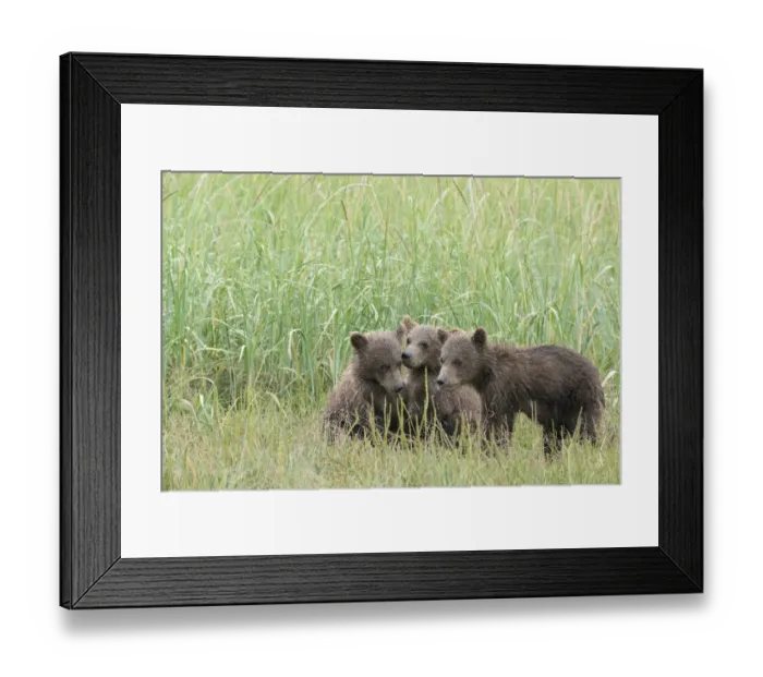 Framed Print : USA, Alaska, Lake Clark National Park. Three grizzly bear cubs in grass Framed Print : USA, Alaska, Lake Clark National Park. Three grizzly bear cubs in grass