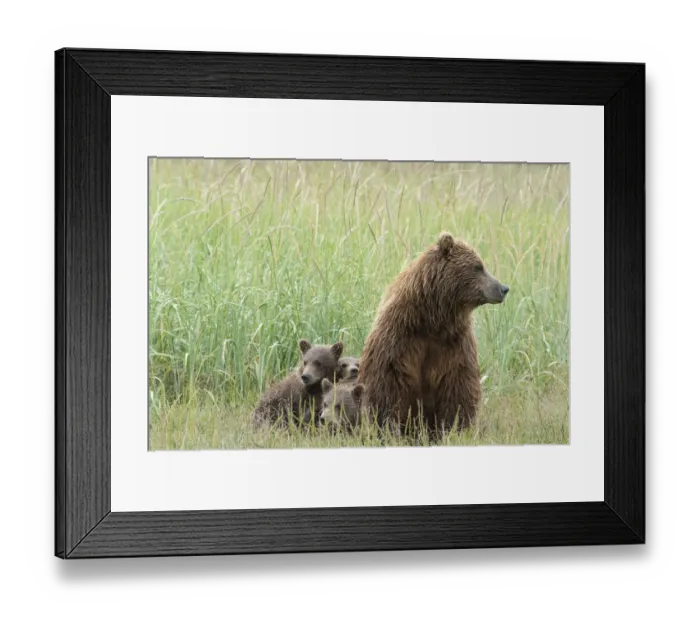 Framed Print : USA, Alaska, Lake Clark National Park. Grizzly bear cubs relaxing with mother Framed Print : USA, Alaska, Lake Clark National Park. Grizzly bear cubs relaxing with mother