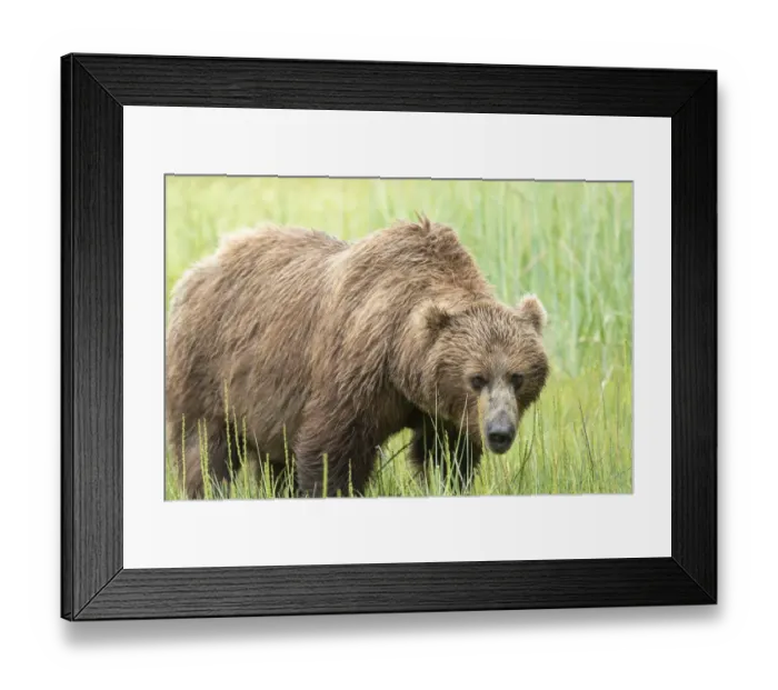 Framed Print : USA, Alaska, Lake Clark National Park. Grizzly bear sow close-up Framed Print : USA, Alaska, Lake Clark National Park. Grizzly bear sow close-up
