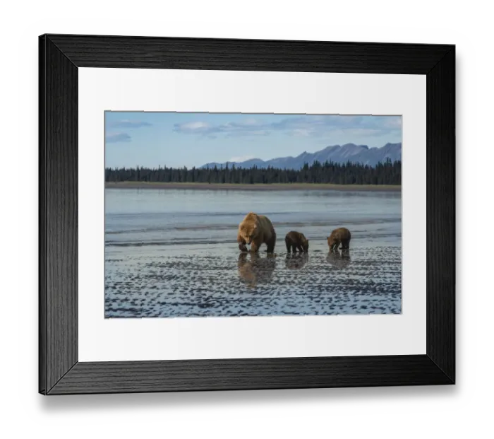 Framed Print : USA, Alaska, Lake Clark National Park. Grizzly bear sow with cubs searching for clams Framed Print : USA, Alaska, Lake Clark National Park. Grizzly bear sow with cubs searching for clams