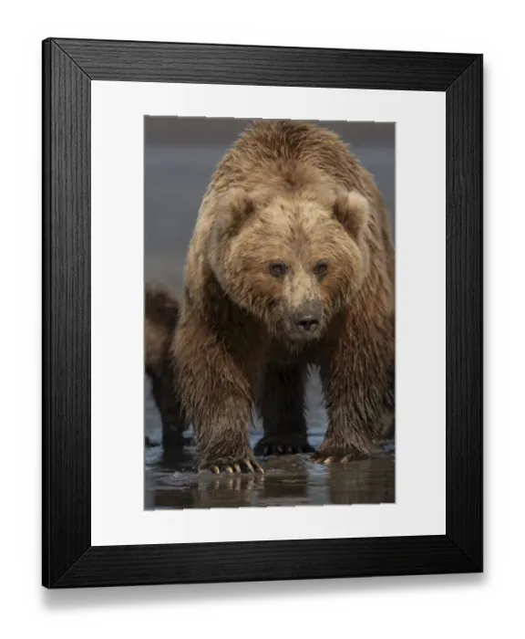 Framed Print : USA, Alaska, Lake Clark National Park. Grizzly bear sow close-up Framed Print : USA, Alaska, Lake Clark National Park. Grizzly bear sow close-up