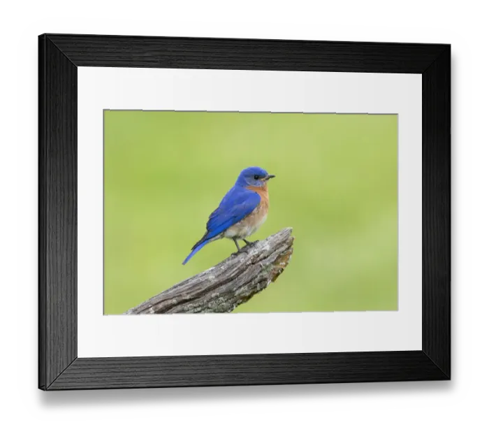 Framed Print : Eastern bluebird male on fence near flower garden Marion County, Illinois Framed Print : Eastern bluebird male on fence near flower garden Marion County, Illinois