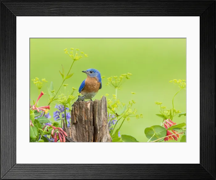 Framed Print : Eastern bluebird male on fence post near flower garden Marion County, Illinois Framed Print : Eastern bluebird male on fence post near flower garden Marion County, Illinois